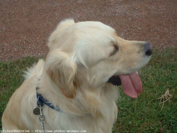 Photo de Golden retriever