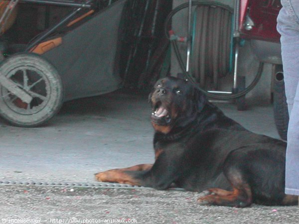 Photo de Rottweiler