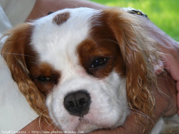 Photo de Cavalier king charles spaniel