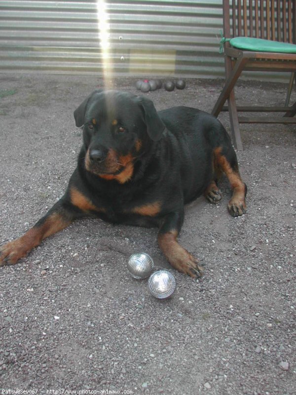 Photo de Rottweiler