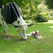 Photo de Cavalier king charles spaniel