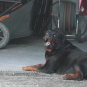 Photo de Rottweiler