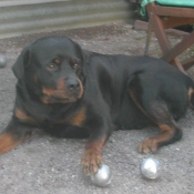 Photo de Rottweiler