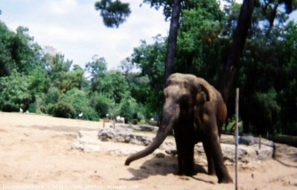 Photo d'Elphant d'asie