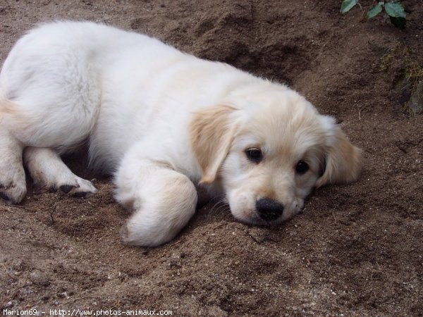 Photo de Golden retriever