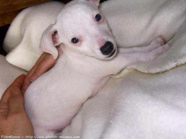 Photo de Jack russell terrier