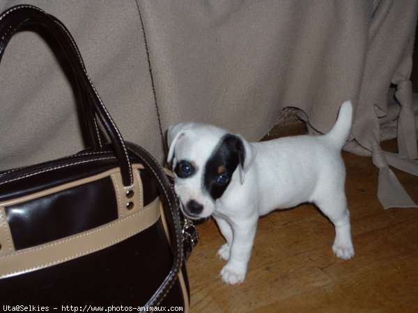 Photo de Jack russell terrier