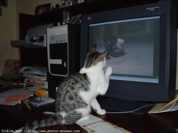 Photo de Chat domestique