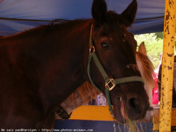 Photo de Races diffrentes