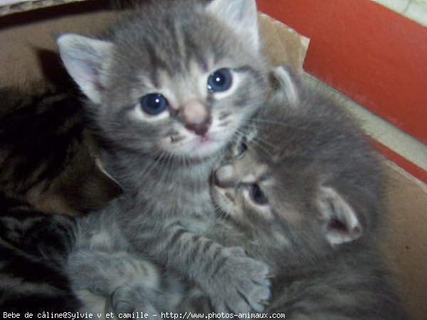 Photo de Chat domestique