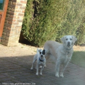 Photo de Jack russell terrier