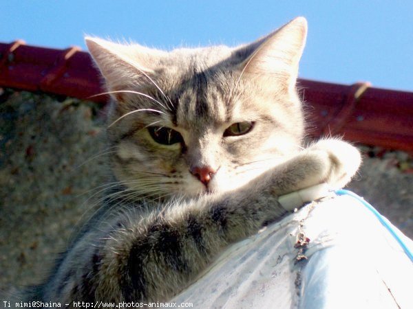 Photo de Chat domestique