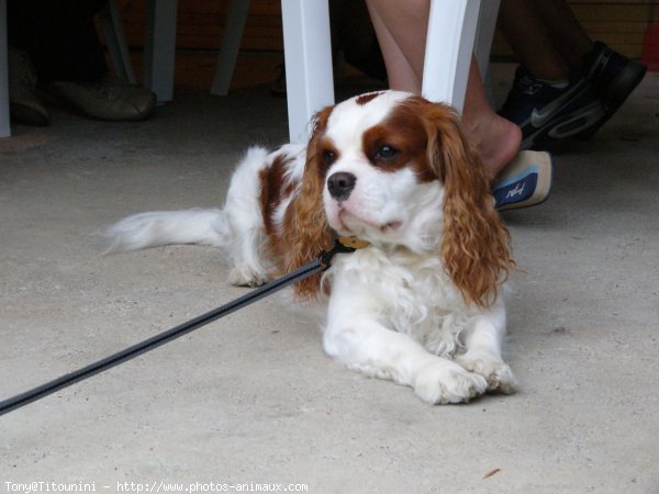 Photo de Cavalier king charles spaniel