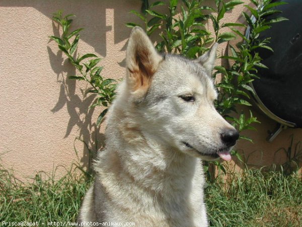 Photo de Husky siberien