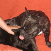 Photo de Bouledogue franais