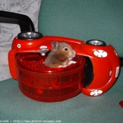 Photo de Hamster