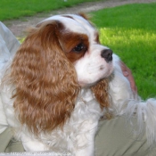 Photo de Cavalier king charles spaniel