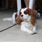 Photo de Cavalier king charles spaniel