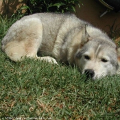 Photo de Husky siberien