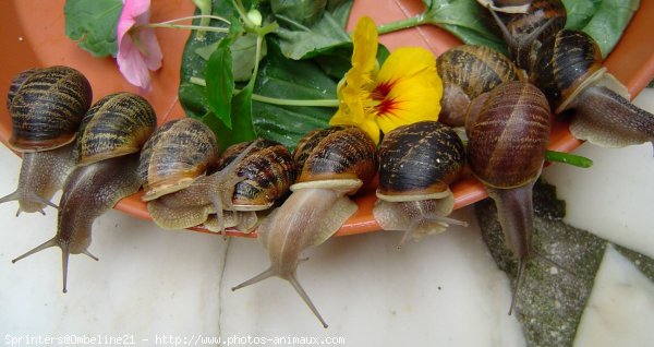 Photo d'Escargot