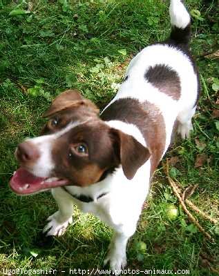 Photo de Jack russell terrier