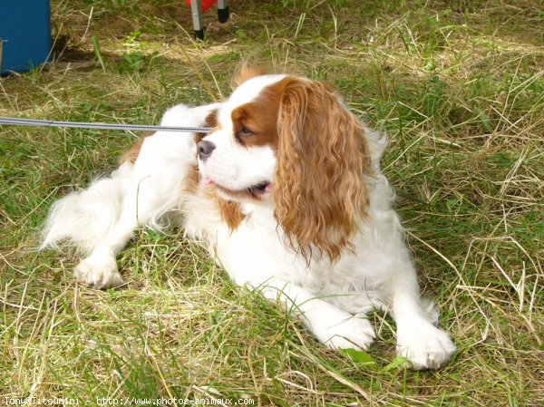 Photo de Cavalier king charles spaniel