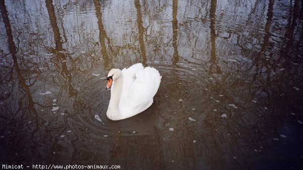 Photo de Cygne