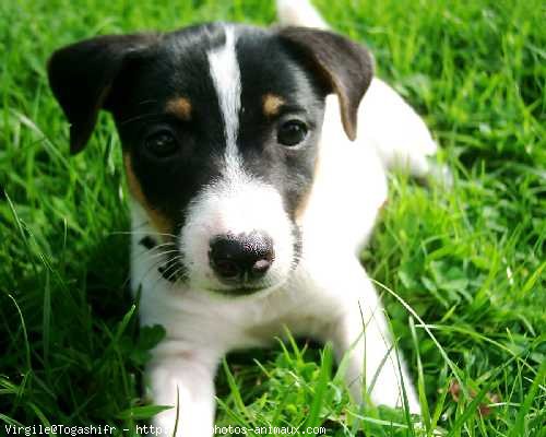 Photo de Jack russell terrier