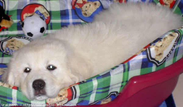 Photo de Chien de berger des tatras