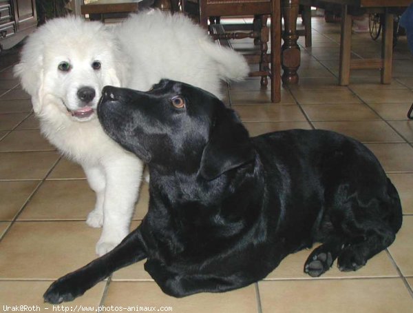 Photo de Chien de berger des tatras