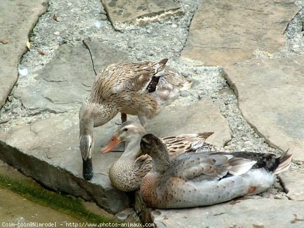 Photo de Canard