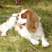 Photo de Cavalier king charles spaniel