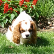 Photo de Cavalier king charles spaniel