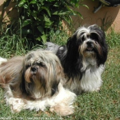 Photo de Shih tzu