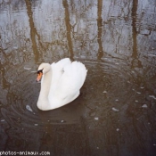 Photo de Cygne