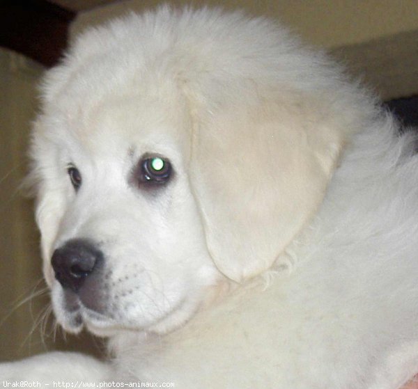 Photo de Chien de berger des tatras