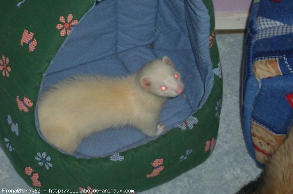 Photo de Furet