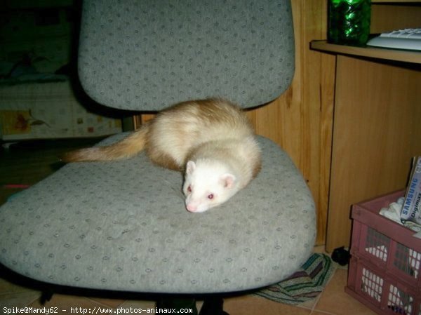 Photo de Furet