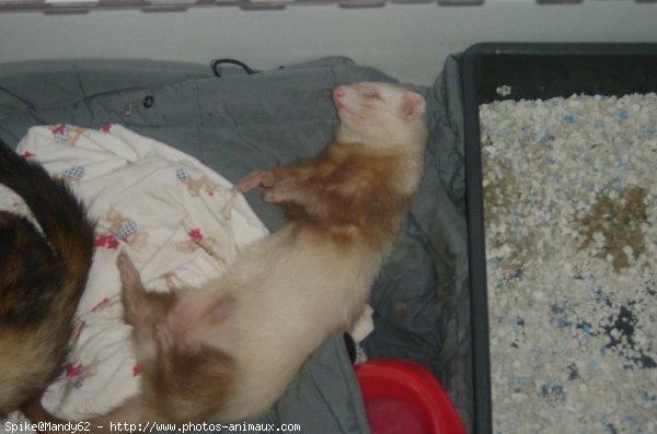 Photo de Furet