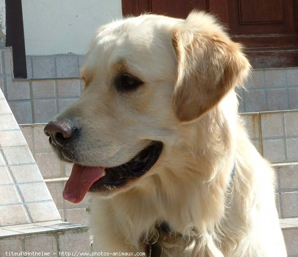 Photo de Golden retriever