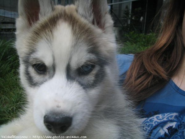 Photo de Husky siberien