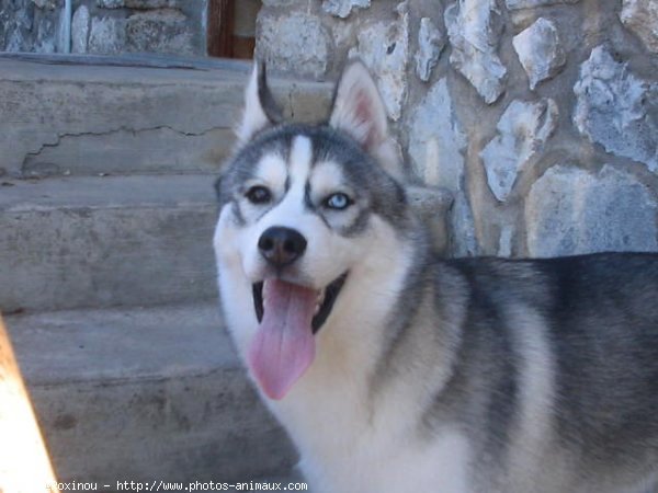 Photo de Husky siberien