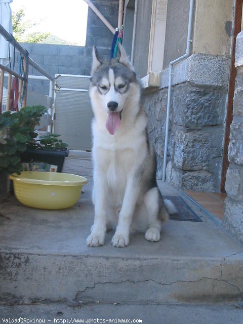 Photo de Husky siberien