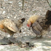 Photo de Poule