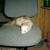 Photo de Furet