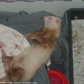 Photo de Furet