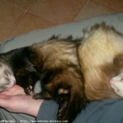 Photo de Furet