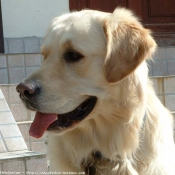 Photo de Golden retriever