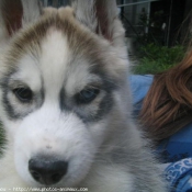 Photo de Husky siberien