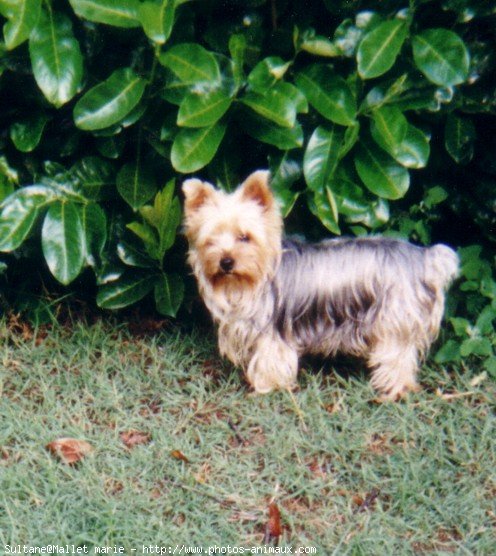 Photo de Yorkshire terrier